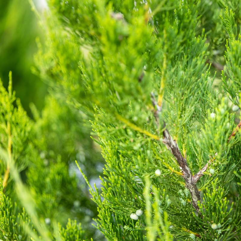 Hetzi Columnar Juniper