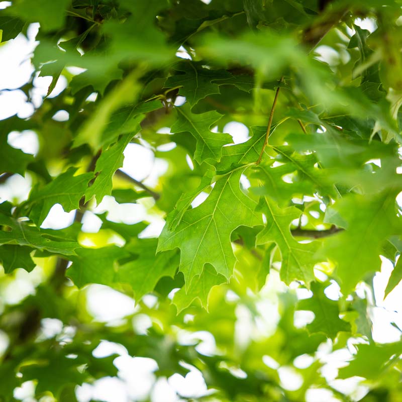 Shumard Oak | Bold Shade Tree with Red Fall Color – GreenForest Nursery