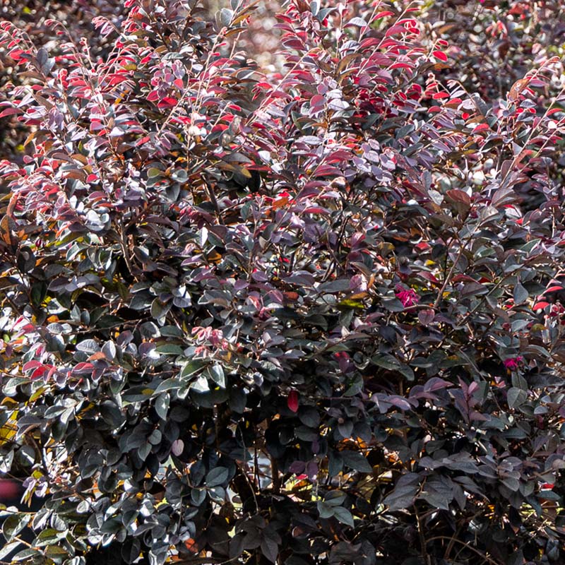Carolina Midnight Loropetalum Espalier