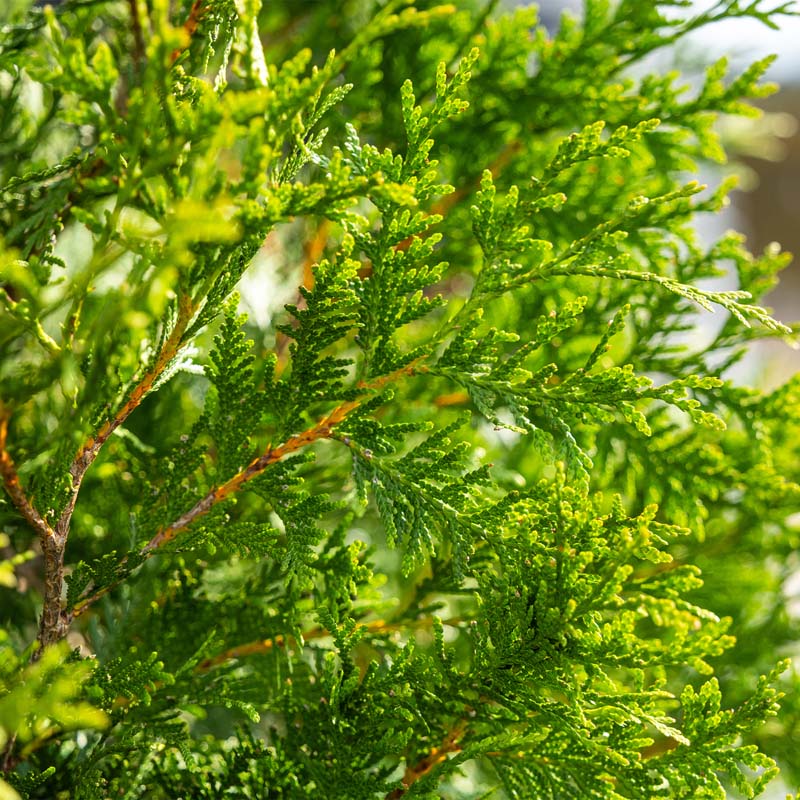 Green Giant Arborvitae