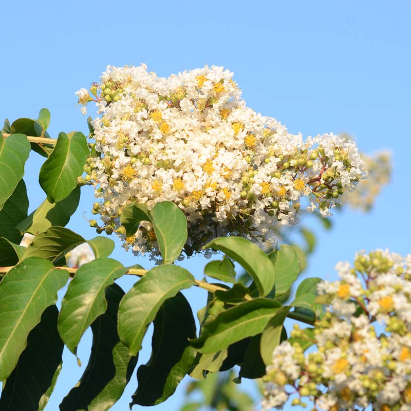 cinnamon myrtle plant Natchez Crape Myrtle