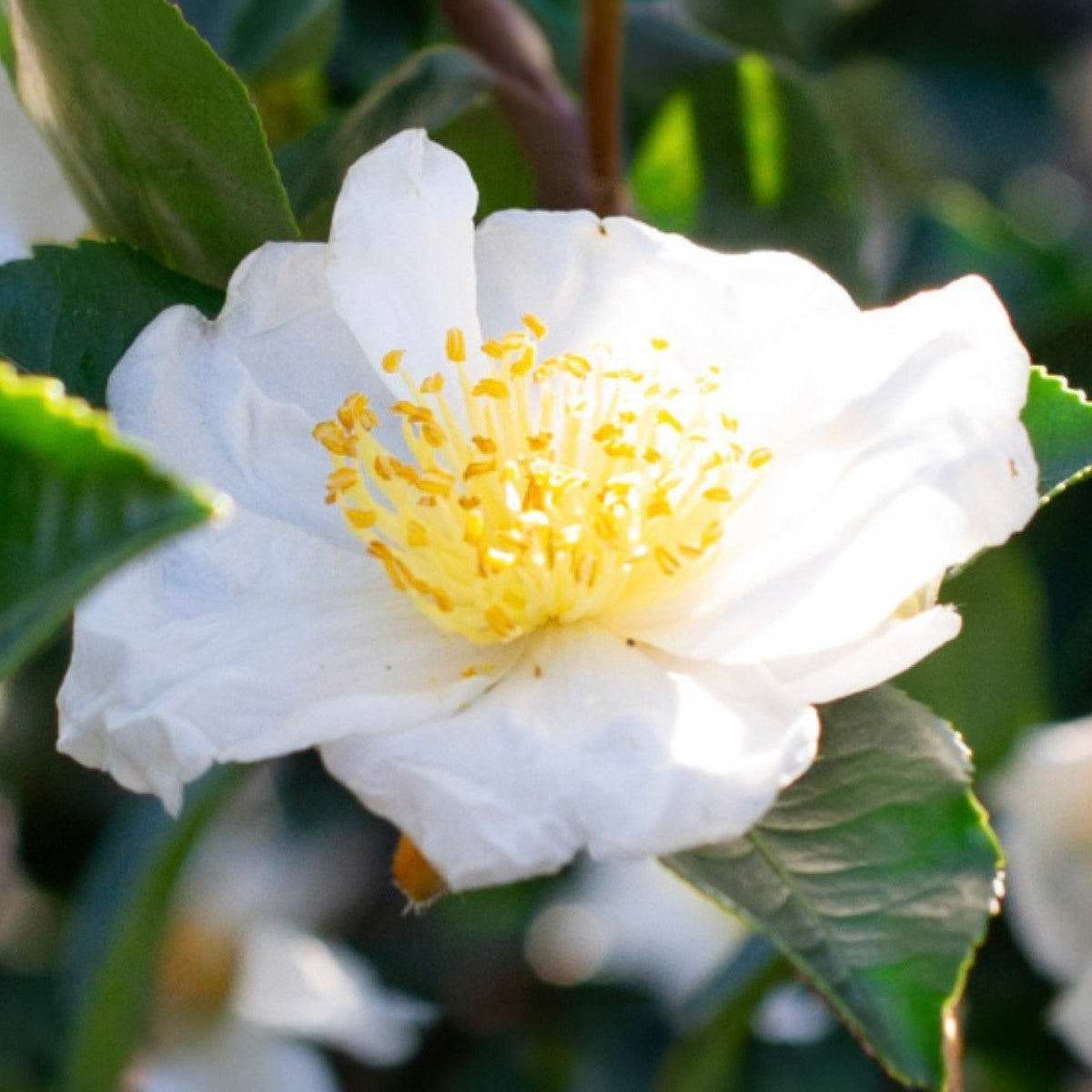 Daydream Believer (White)