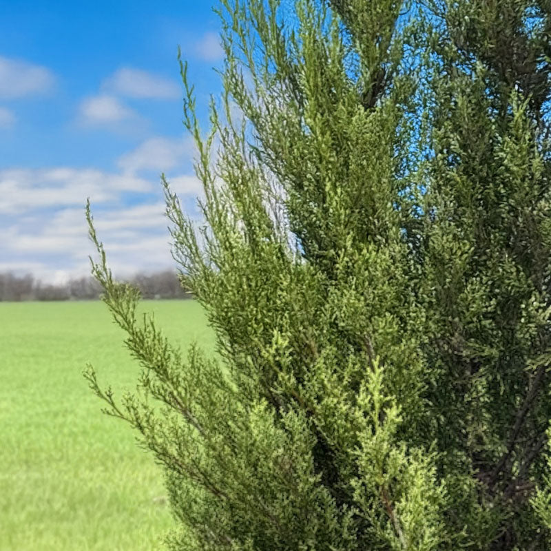 Fuzzy Wuzzy™ Eastern Red Cedar