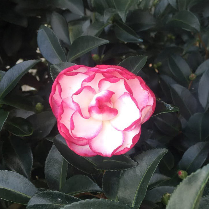 Moonshadow Espalier (White/Pink Edge)