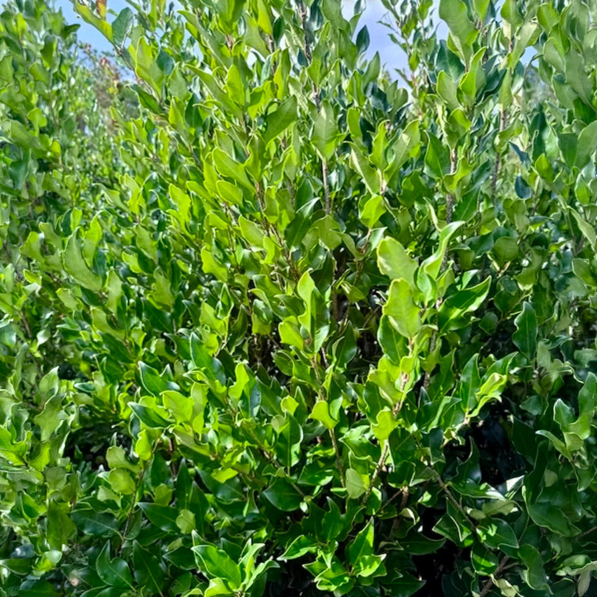 Recurve Ligustrum
