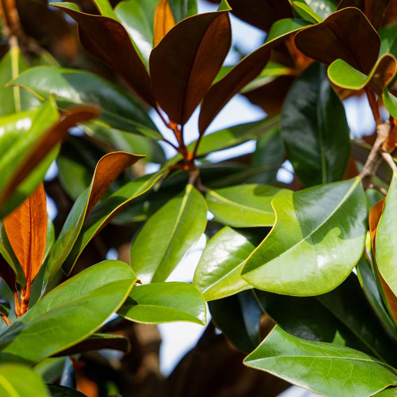 D.D. Blanchard Magnolia | Upright Southern Magnolia with Showy