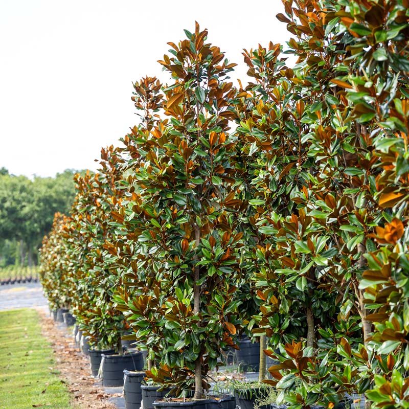 D.D. Blanchard Magnolia | Upright Southern Magnolia with Showy