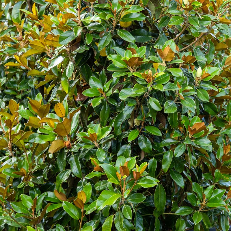 Featured Products – GreenForest Nursery