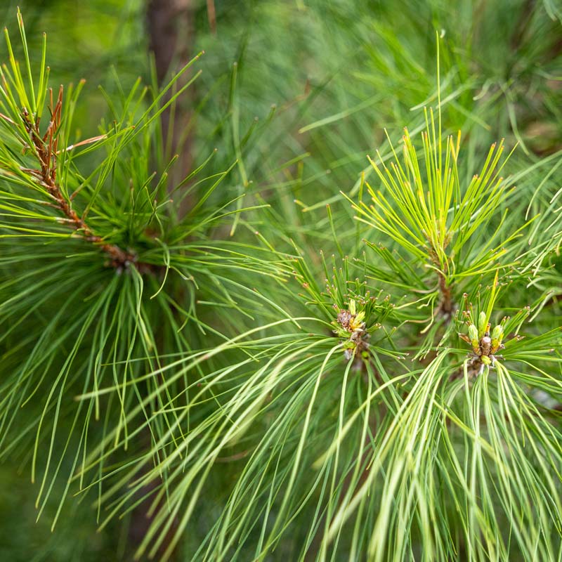 Loblolly Pine