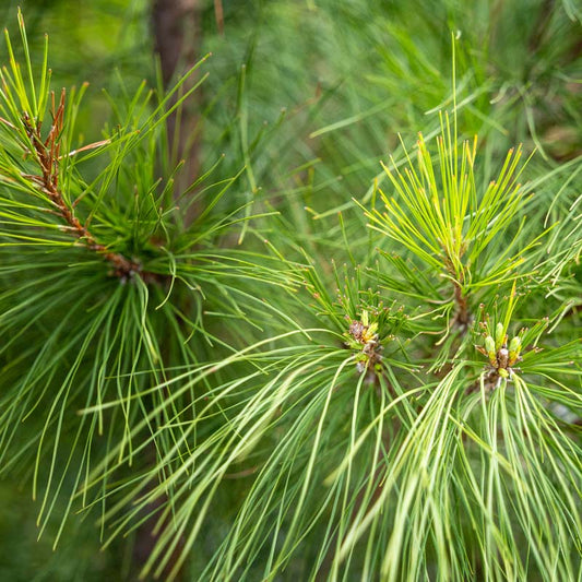 Loblolly Pine