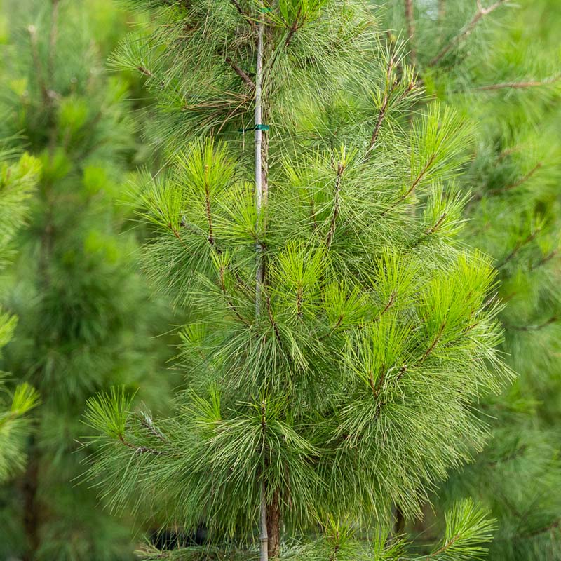 Loblolly Pine