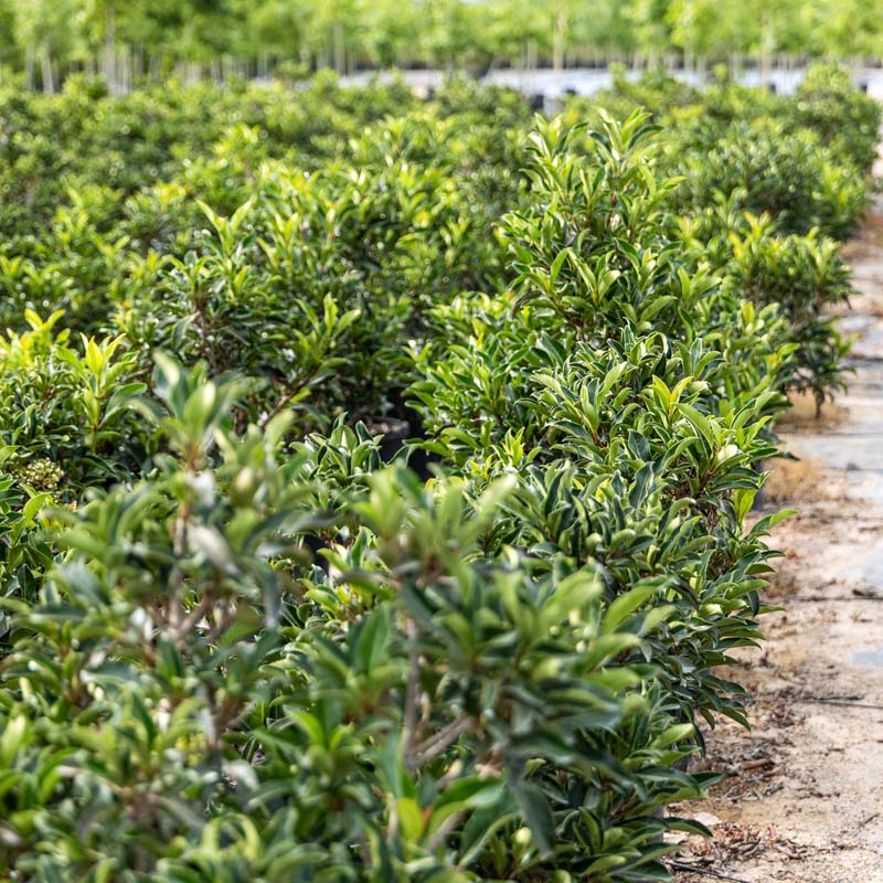 Recurve Ligustrum