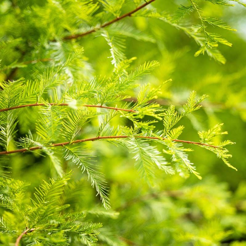 Bald Cypress