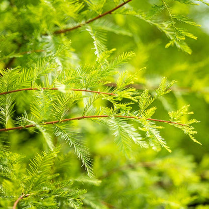 Bald Cypress