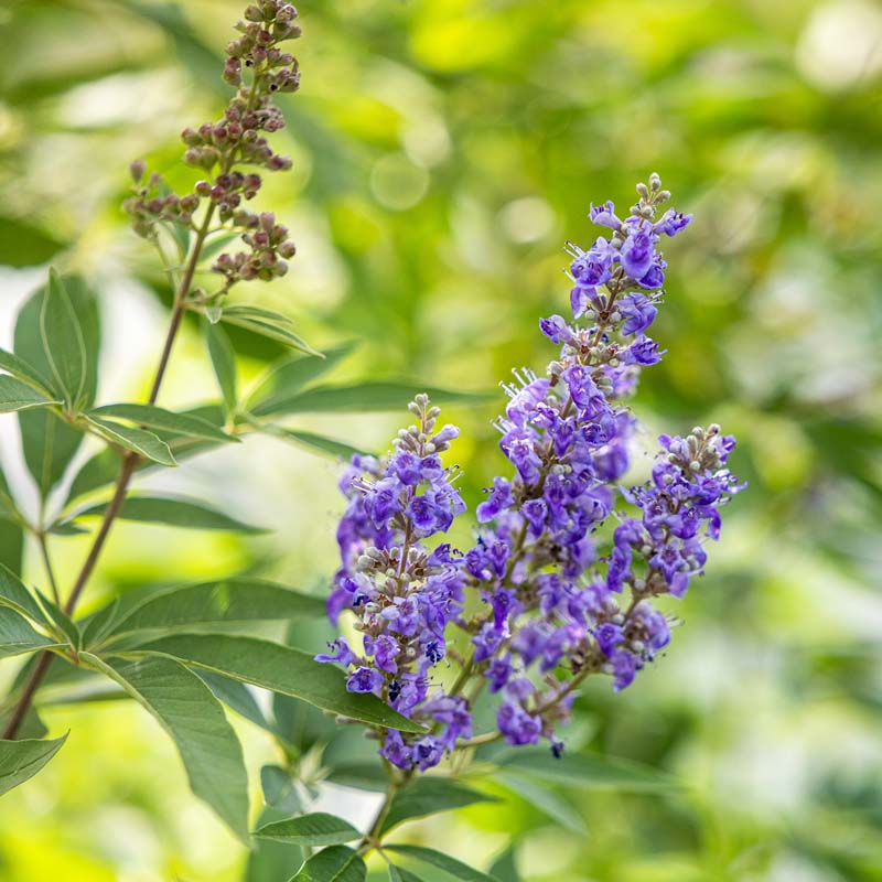 Close-up of purple vitex flowers with green leaves on a blurred green background