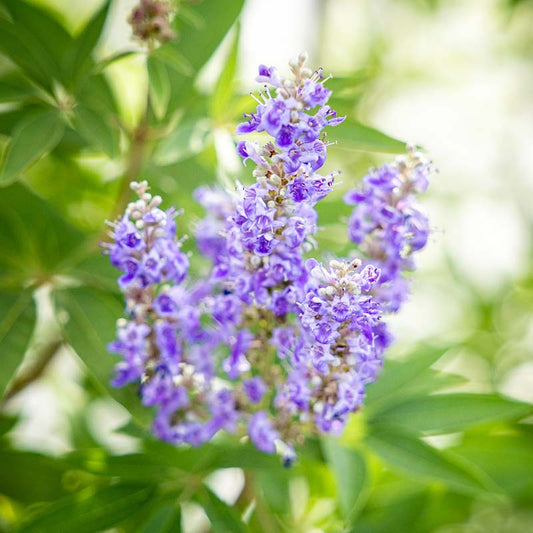 Close-up of purple Shoal Creek Chaste flowers with green leaves on a blurred natural background