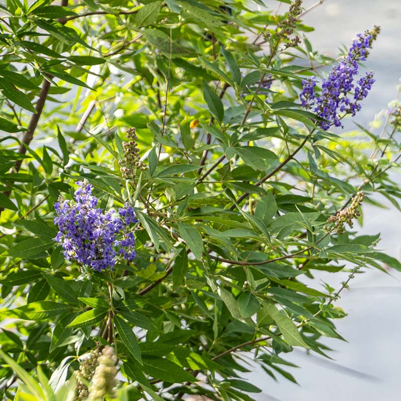 Close-up of a Vitex with purple flowers and green leaves.