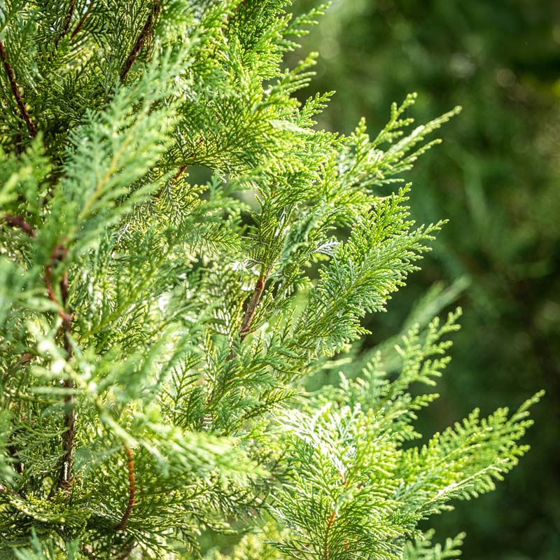 緑歙州 Leyland Cypress | Fast-Growing Evergreen for Privacy & Screens