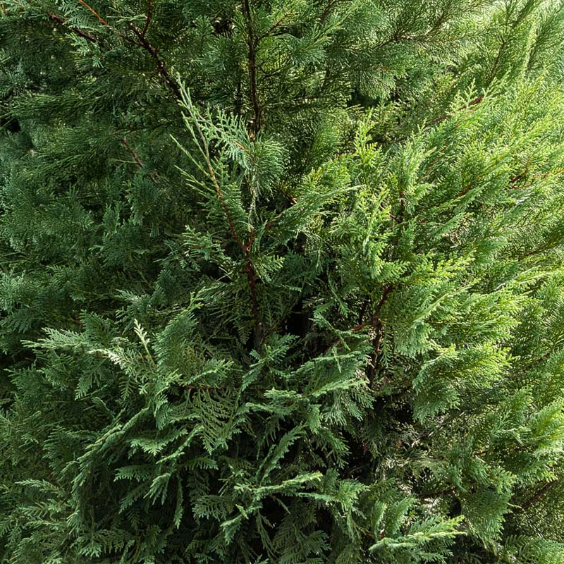 Leyland Cypress