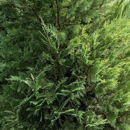 Leyland Cypress