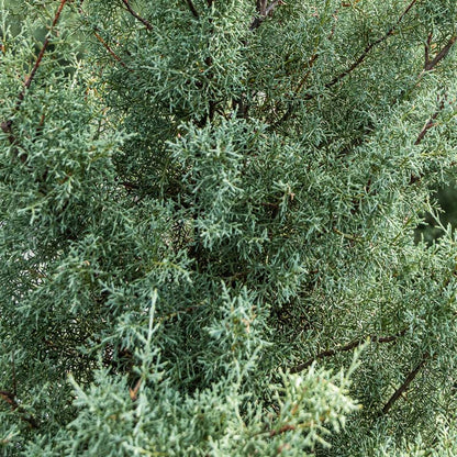 Arizona Cypress
