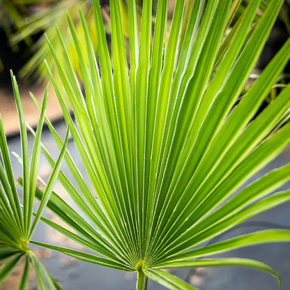 Windmill Palm