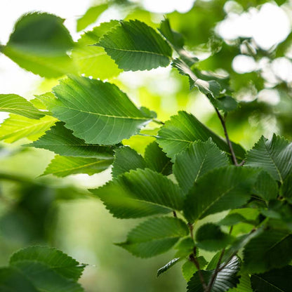 Close-up of green Princeton Elm leaves with a blurred natural background