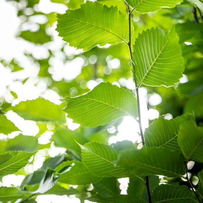 Close-up of green Princeton Elm leaves with a blurred natural background