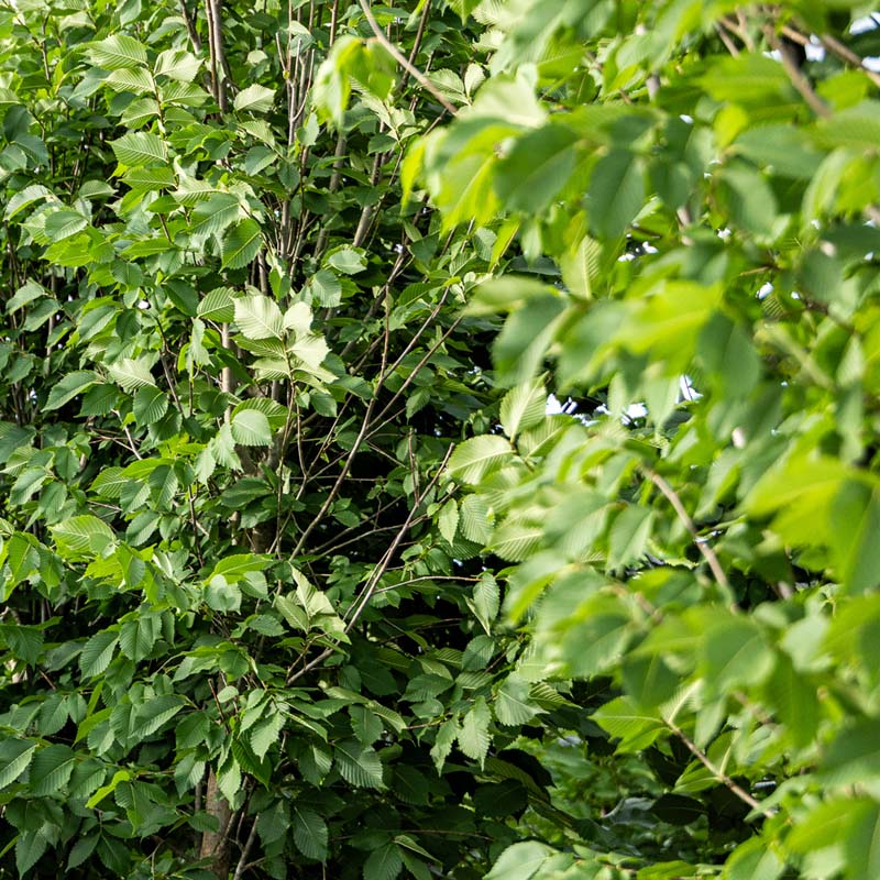 Close-up of green Princeton Elm leaves and branches