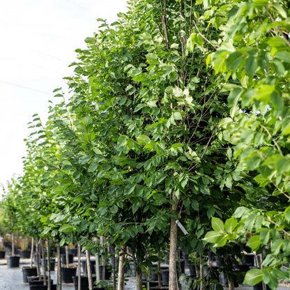 Row of young Princeton Elm trees with green leaves in a nursery setting