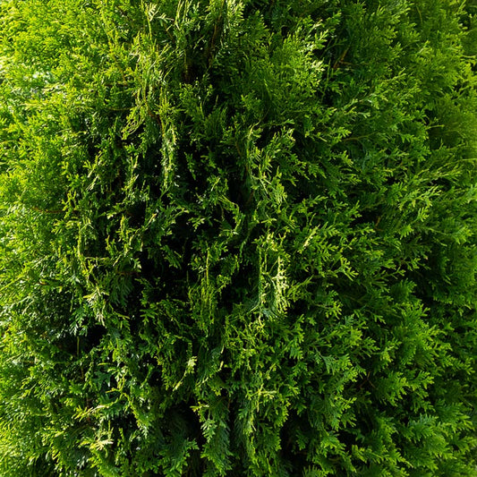 Green Giant Arborvitae