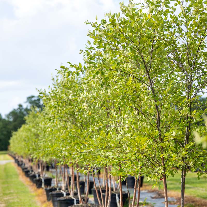 Dura Heat® River Birch