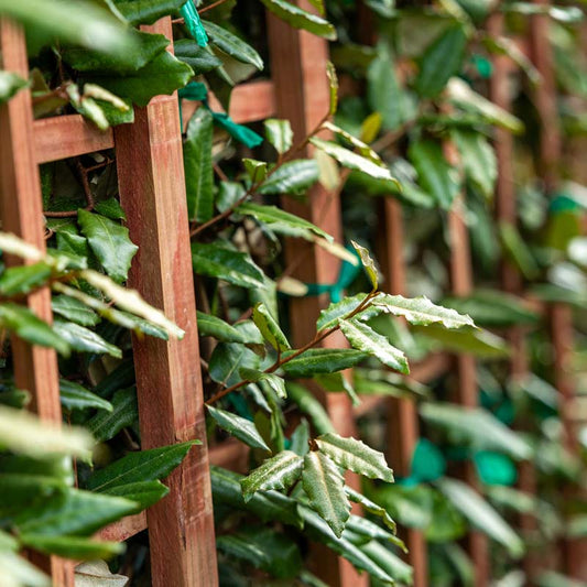 Elaeagnus Espalier