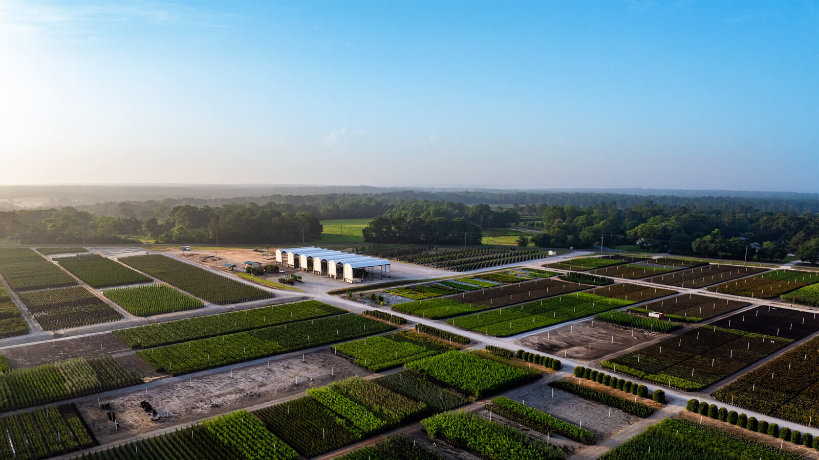 Agricultural field with rows of crops under a clear blue sky.
