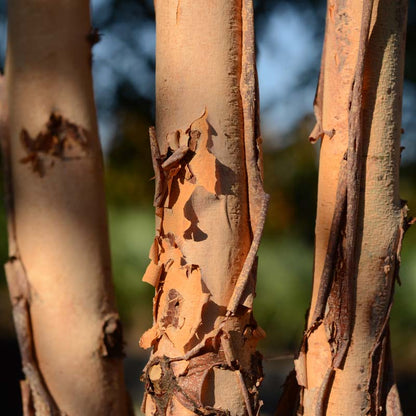 Dura Heat® River Birch