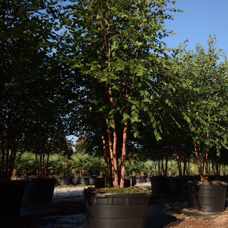 Dura Heat® River Birch
