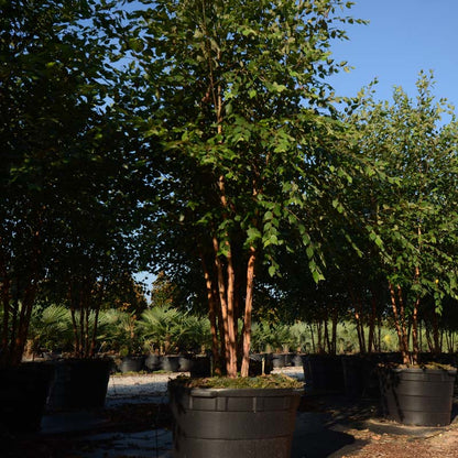 Dura Heat® River Birch