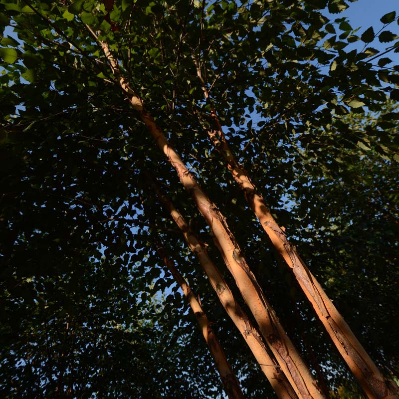 Dura Heat® River Birch