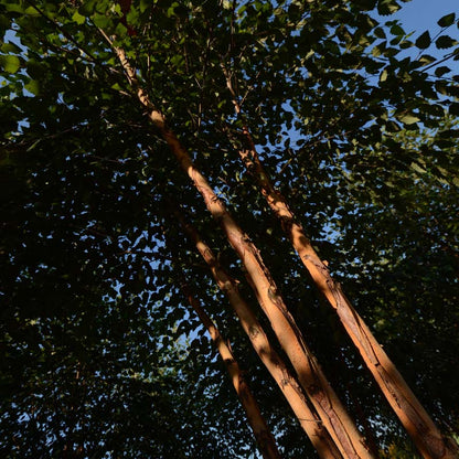 Dura Heat® River Birch