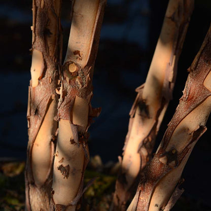 Dura Heat® River Birch