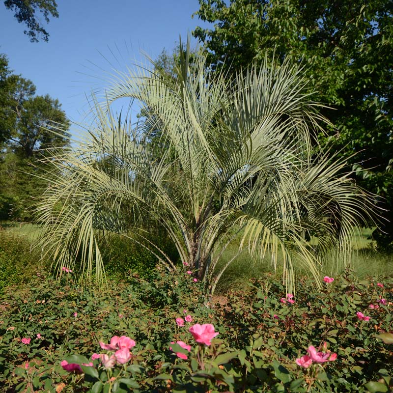 feathery palm plant Pindo Palm
