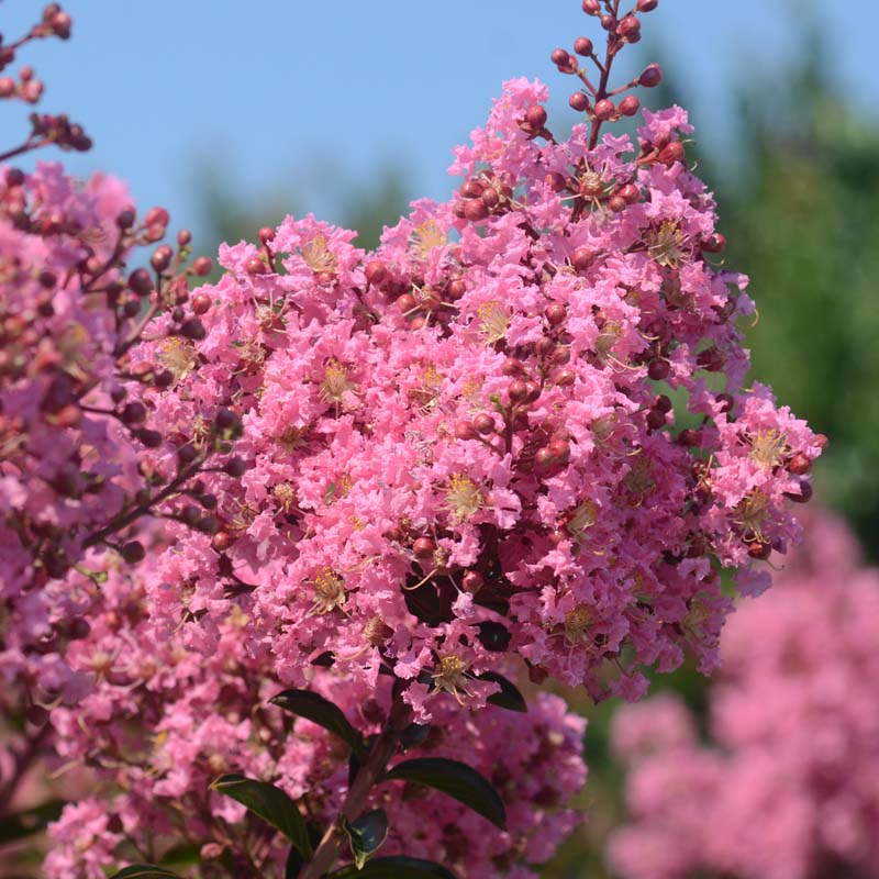 Biloxi Crape Myrtle | Soft Pink Blooms & Peeling Bark