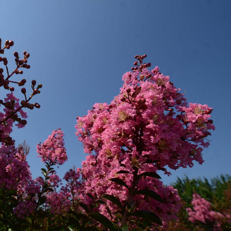 Biloxi Crape Myrtle | Soft Pink Blooms & Peeling Bark