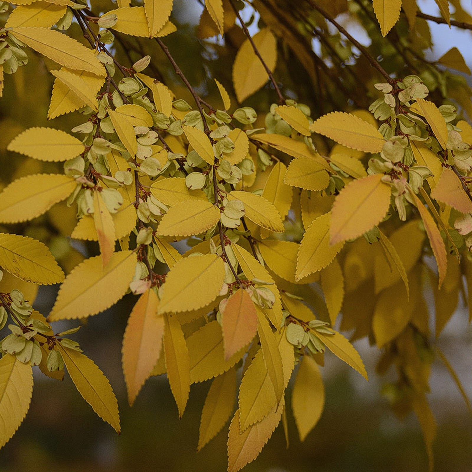 Bosque Elm | Upright Shade Tree with Decorative Bark – GreenForest Nursery