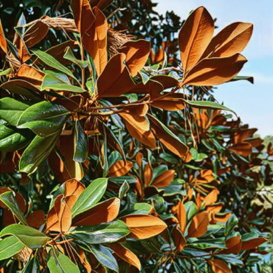 Brackens Brown Beauty