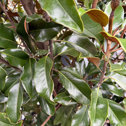 Brackens Brown Beauty