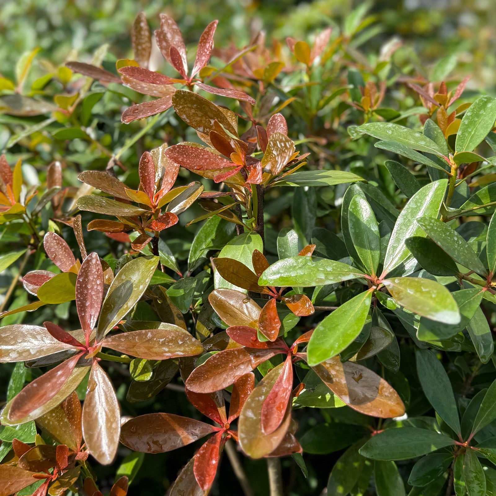 センス　ケトリア　グレープフルーツ　sense　ketoria Cleyera | Shade-Tolerant Evergreen for Foundations & Borders