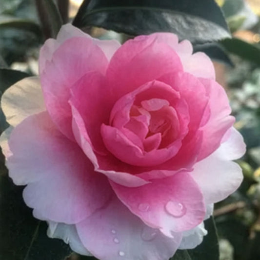 Dream Weaver Sasanqua (Pink)