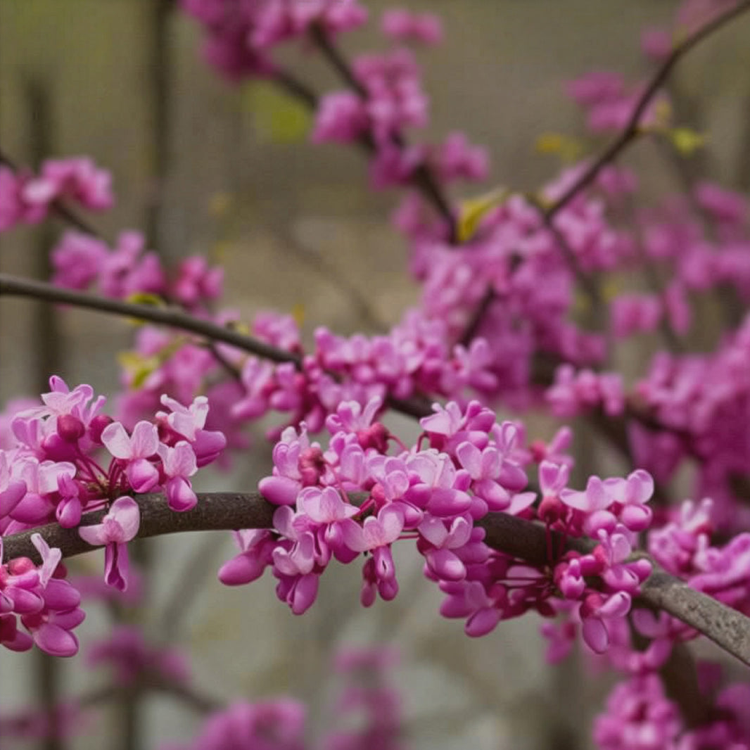 Redbud – GreenForest Nursery