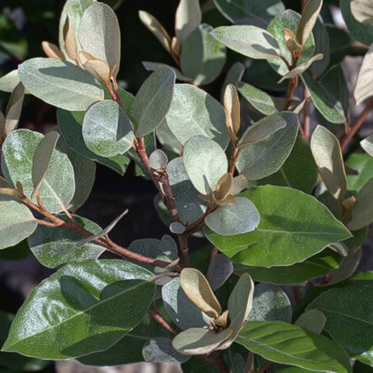 Elaeagnus